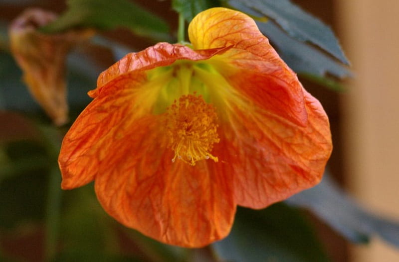 Orange Hibiscus, romance, hibiscus, floral, graphy, love, wide screen