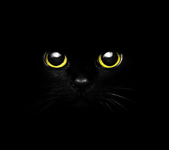 Black Cat, black, cat, HD phone wallpaper | Peakpx