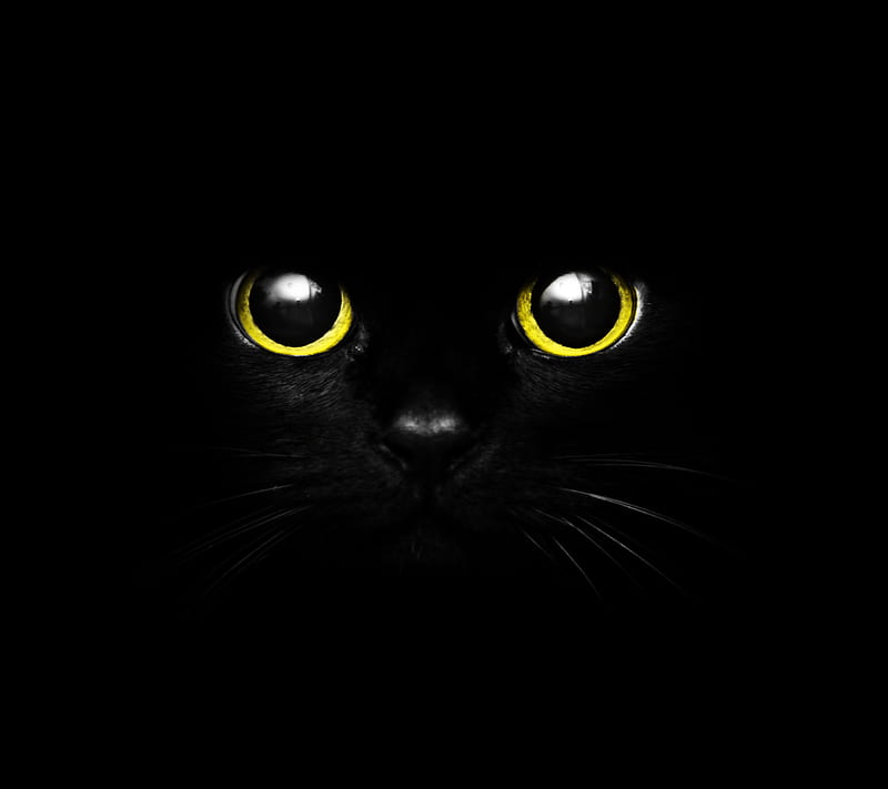 Cute Black Cat Eye, black, cat, cool, dark panther, yellow, HD wallpaper