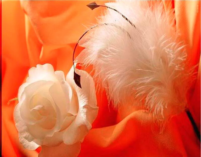 Gently touch, orange, touch, rose, comfort, abstract, delicate, fantasy, flower, sensitivity, HD wallpaper