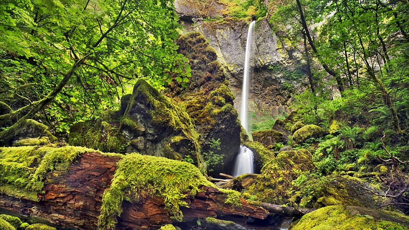 beautiful cliff watefall, moss, waterfall, cliff, treesmlog, HD wallpaper