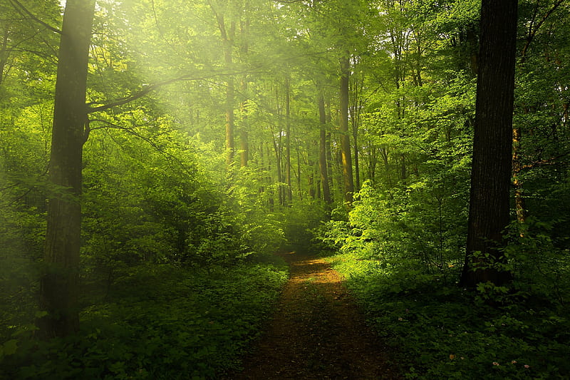 Green forest, woods trails, pathway, sunrays through trees, nature, HD wallpaper