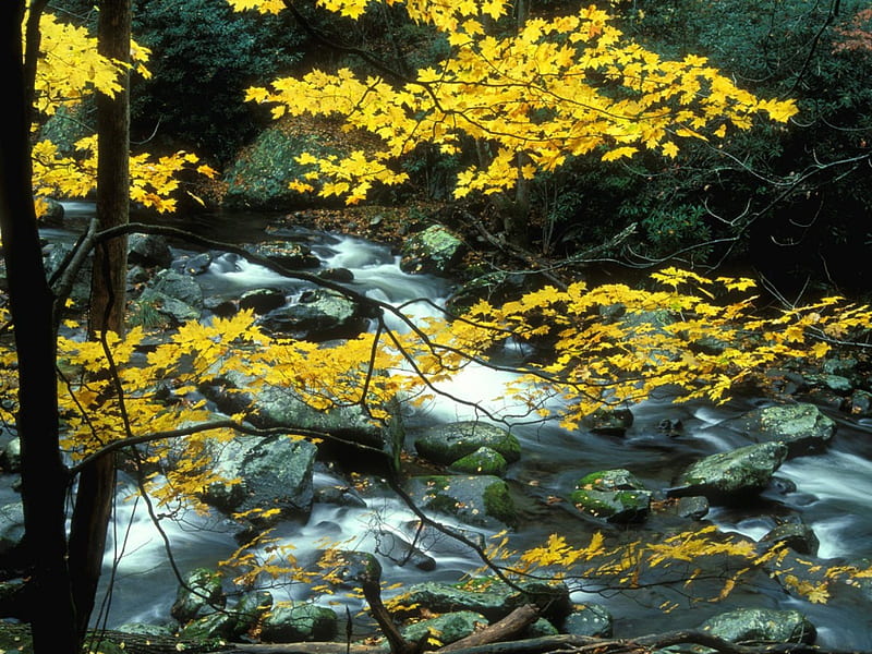 Somewhere in Tennessee, stream, yellow, autumn, river, HD wallpaper