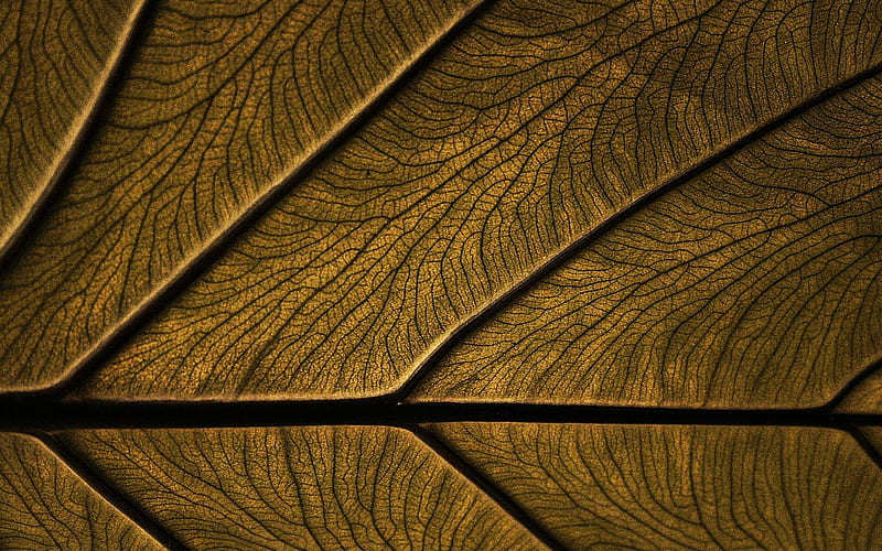 brown leaf, plant, leaf texture, leaves, close-up, leaves texture, leaf pattern, HD wallpaper
