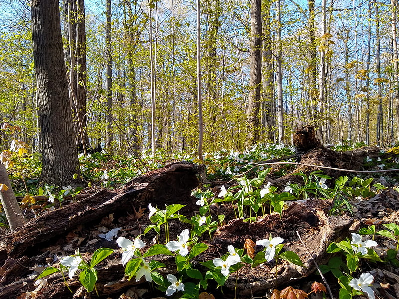 Green leaves on brown tree trunk, HD wallpaper | Peakpx