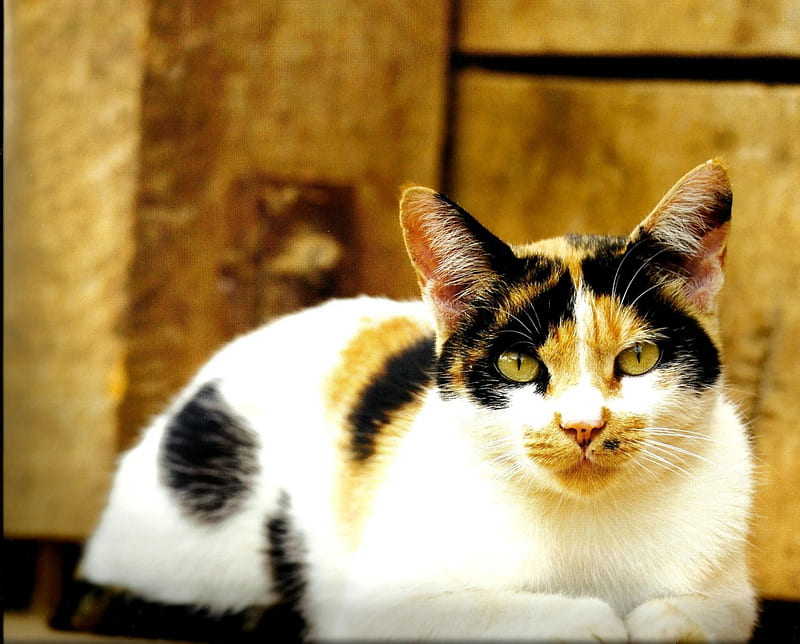 Calico cat laying down 2, cute, calico, paws, cat, laying, HD wallpaper