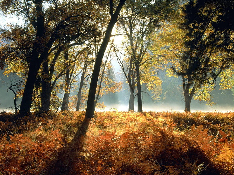 GOOD MORNING, forest, autumn, bright, sunshine, morning, HD wallpaper