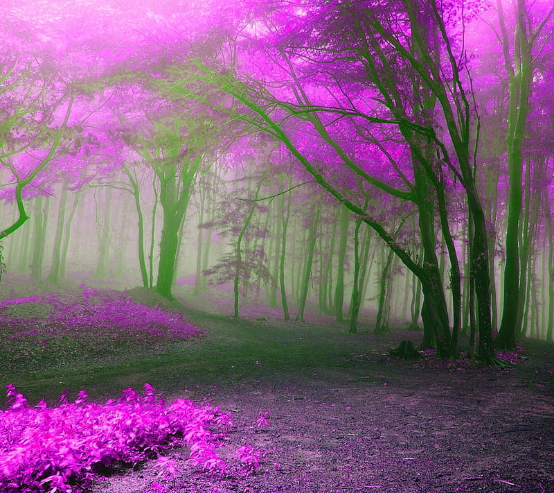 purple forest, forest, landscape, mist, nature, new, nice, purple, HD wallpaper