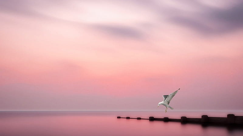 seabird in a pink sea world, horizon, bird, sky, pink, wharf, sea, HD wallpaper