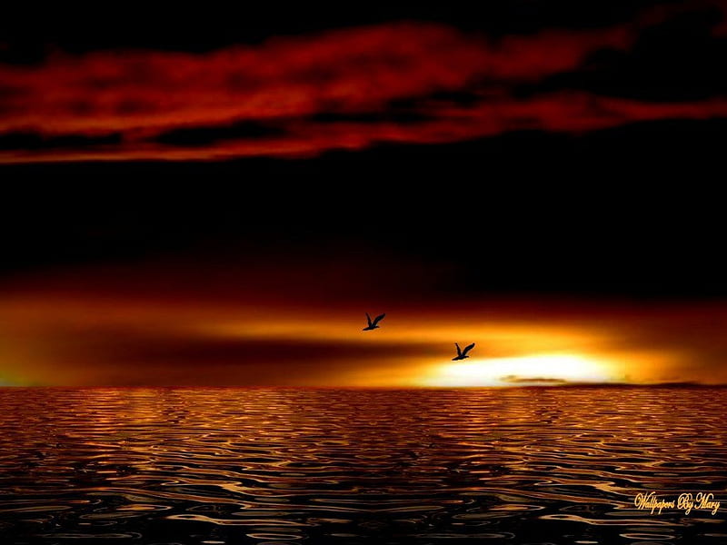 Burnished Amber, birds, oceans, lakes, sunsets, HD wallpaper