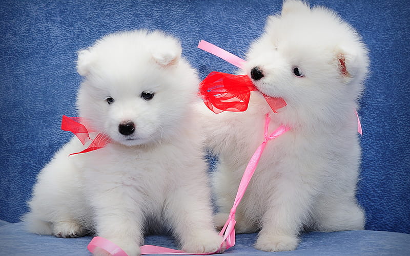 Samoyed, furry white puppies, dogs, couple, small white dogs, puppies, HD wallpaper