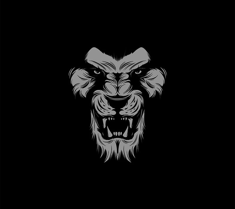 Lion, angry, black, tiger, HD wallpaper | Peakpx