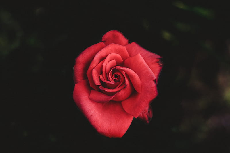 #flower , #floral, #nature, #valentine, #desaturated, #flower background, #rose, #floral background, #pattern, #PNG , #, #flower, #red rose, #petal, #red. Mocah, Minimal Rose, HD wallpaper
