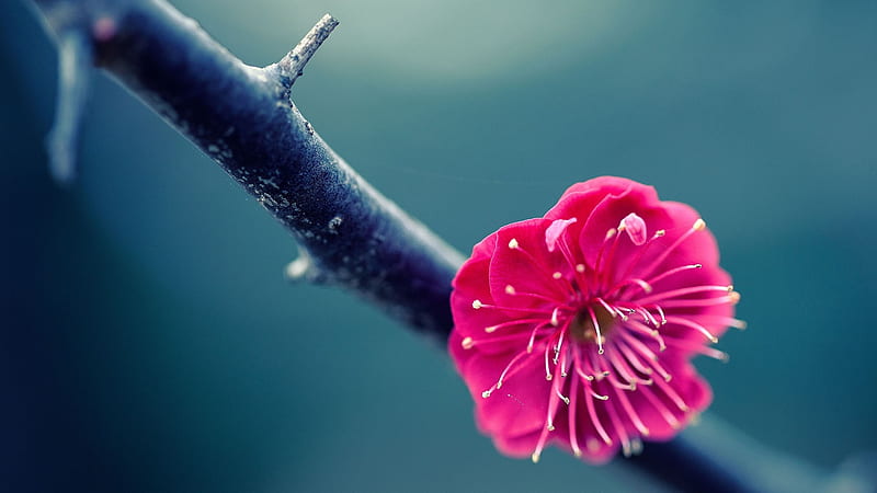 twig flower pink- graphy, HD wallpaper