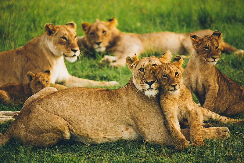 lioness, lion cub, big cats, family, pack, predators, wildlife, HD wallpaper
