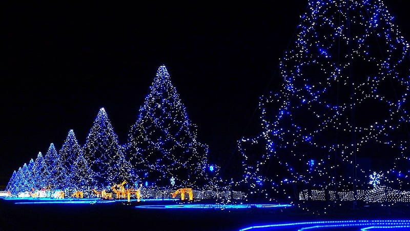Big Blue Lights Decorated Christmas Tree Christmas, HD wallpaper