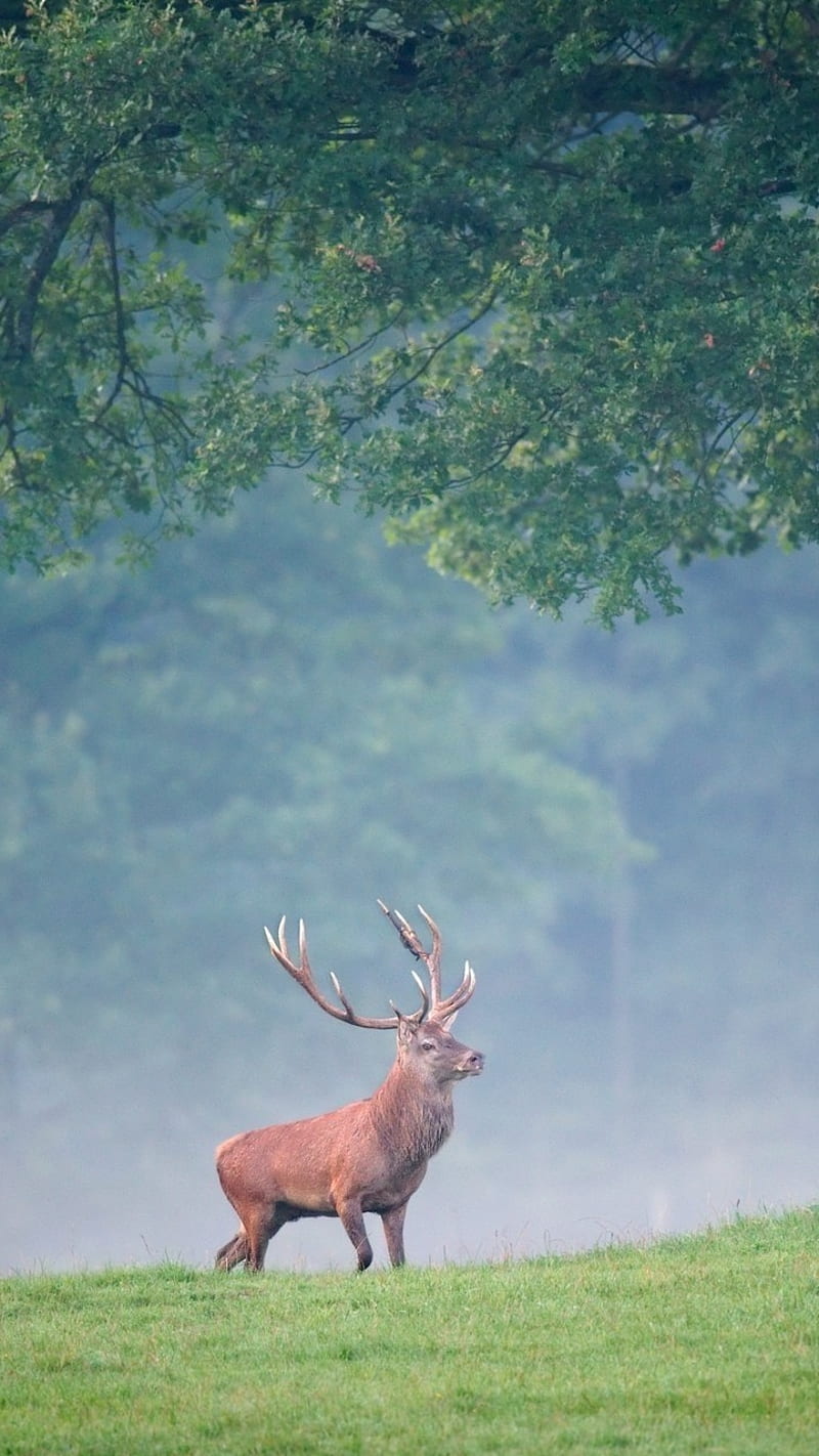 Deer, animal, nature, red deer, HD phone wallpaper