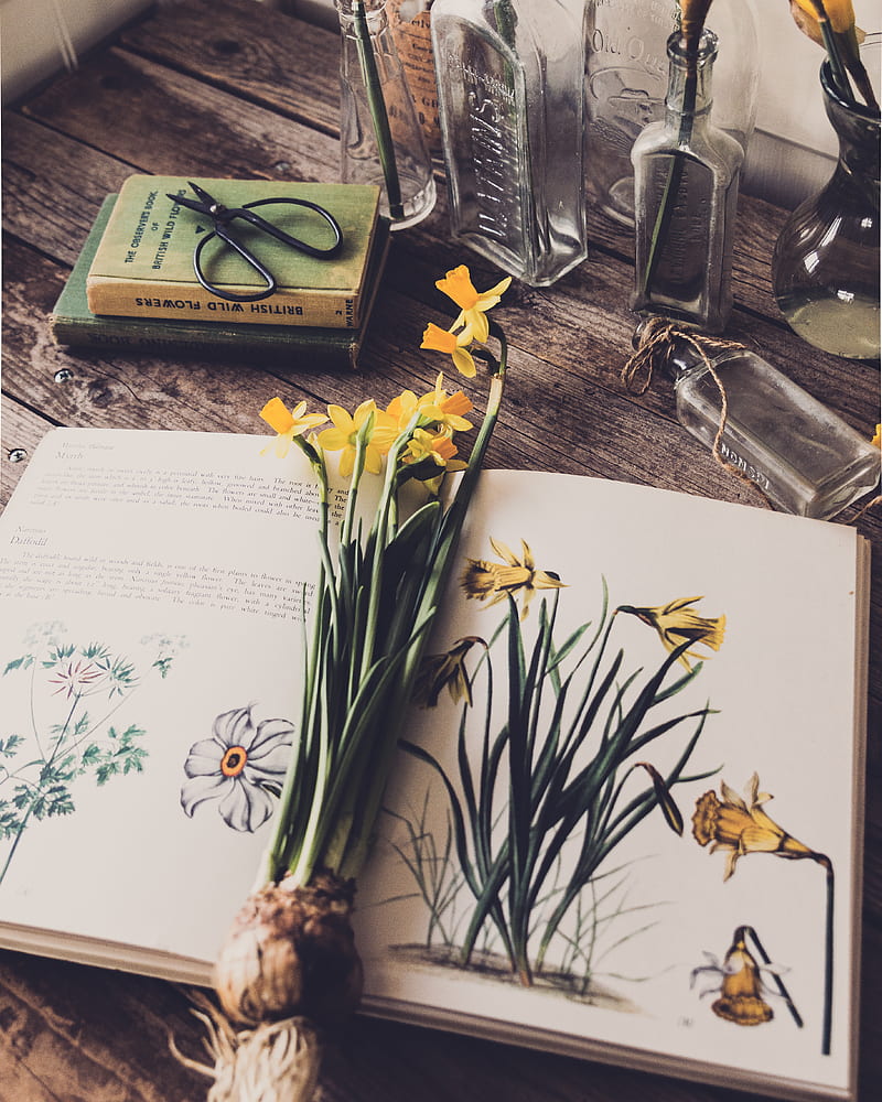 daffodils, flowers, book, botany, HD phone wallpaper
