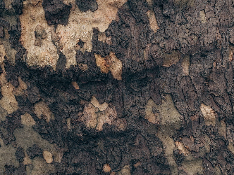 Camo Tree, nature, wood, camo, HD wallpaper