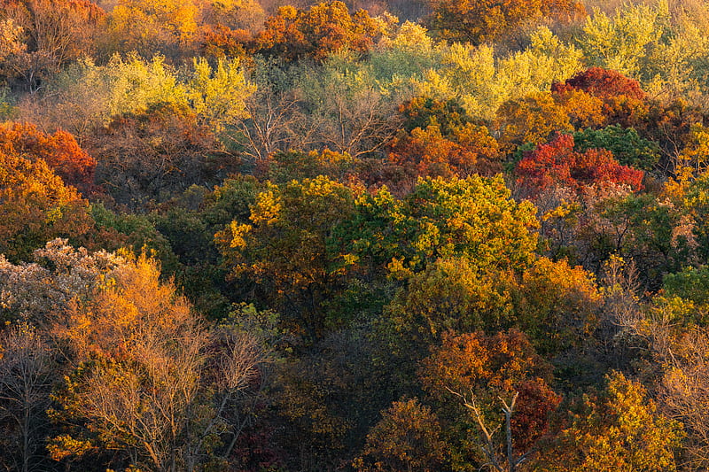 Green and yellow trees during daytime, HD wallpaper | Peakpx