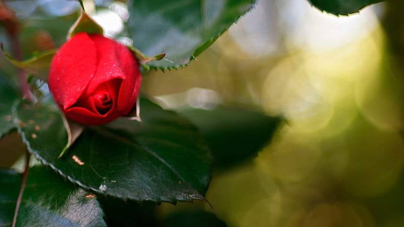 Splendor, red, bokeh, rose, love, flower, nature, HD wallpaper | Peakpx