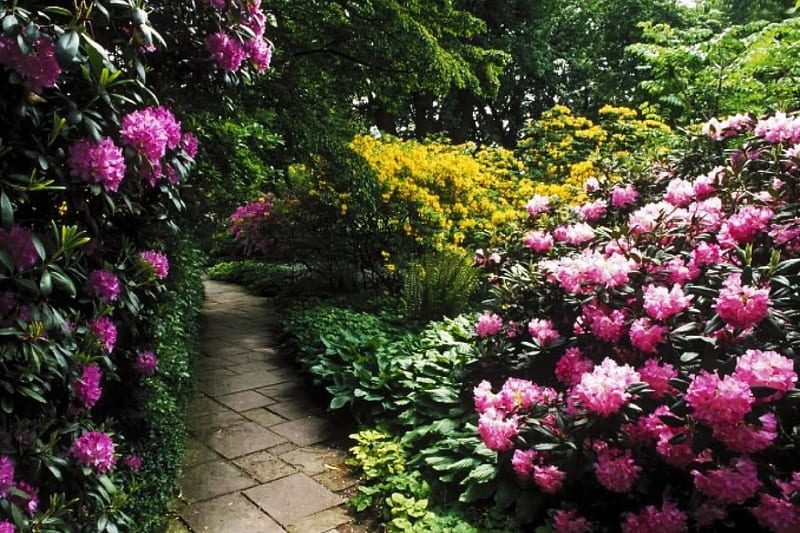 Springtime Blossoms, plants, rhododendron, path, colors, park, HD wallpaper