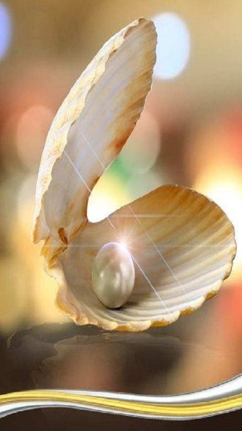 Shell, pearl, HD phone wallpaper | Peakpx