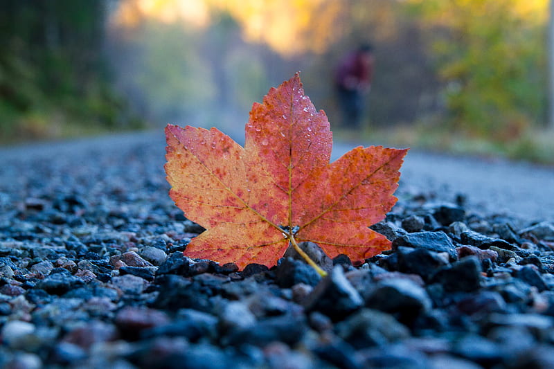 fallen leaf, leaf, stones, autumn, macro, HD wallpaper