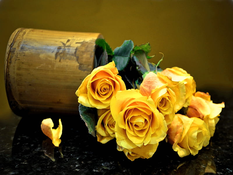 Hermosas rosas amarillas, bonitas, bonitas, encantadoras, flores, amarillas,  Fondo de pantalla HD | Peakpx