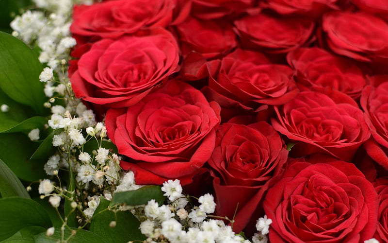 red roses, beautiful bouquet, romance, roses, red flowers, rose buds, HD wallpaper