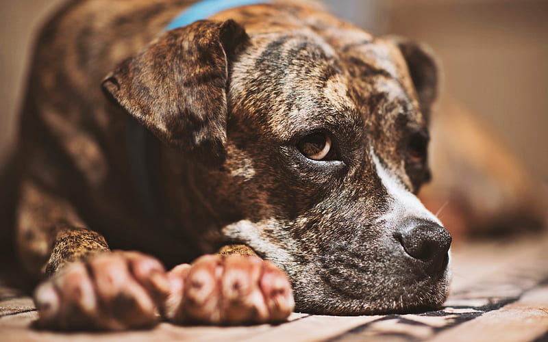 Pit Bull Terrier, close-up, brown pitbull, bokeh, dogs, Pit Bull, pets, Pit Bull Dog, HD wallpaper