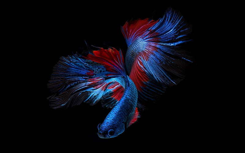 Small Fish, Fish, Red, Blue, Colorful, HD wallpaper