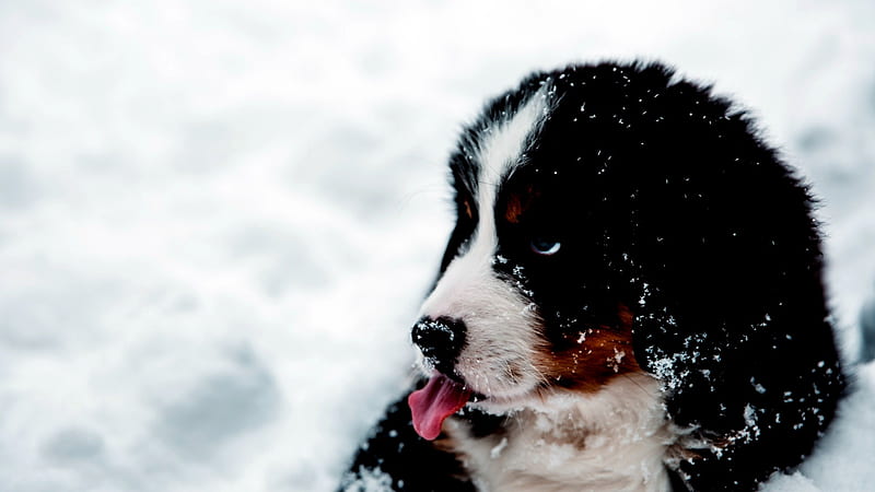 Puppy Licking Snow, Puppy, Snow, Licking, Dog, HD wallpaper