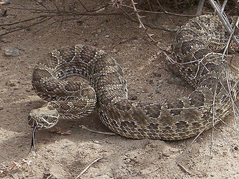 Colorado Prairie Rattler, prairie rattler, rattle snake, colorado snake, snake, HD wallpaper
