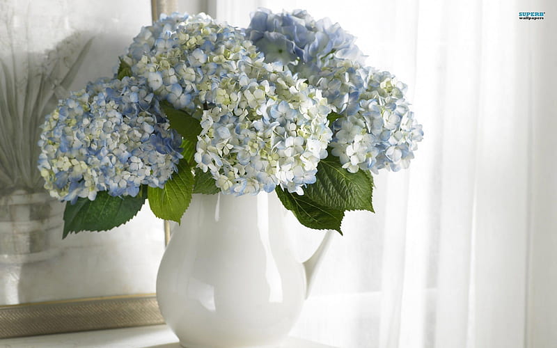 Un jarrón de hermosas hortensias, naturaleza muerta, cortinas blancas,  flores, Fondo de pantalla HD | Peakpx