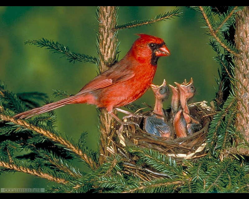 Cardinal and Nestlings, tree, red cardinal, nest, baby chicks, HD wallpaper