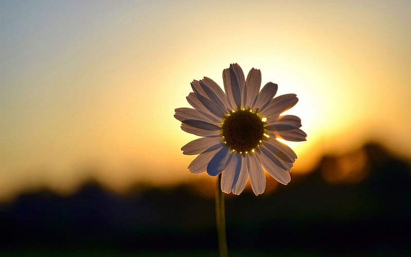 Daisy Flower Field Daisy Sunshine Flower HD wallpaper Peakpx