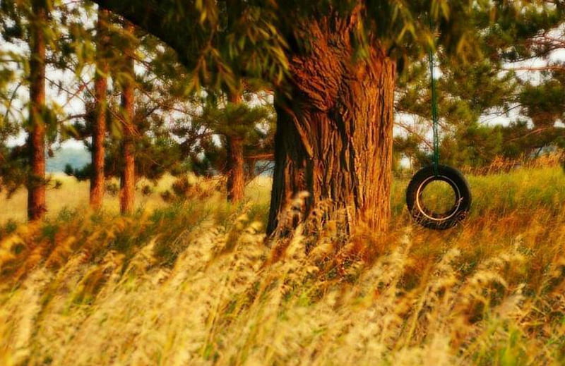This Swing, Tree, Country, Field, Tire swing, HD wallpaper
