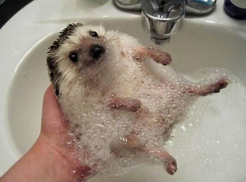 BATHING A HEDGEHOG, soap, bath, hedgehog, baby, HD wallpaper