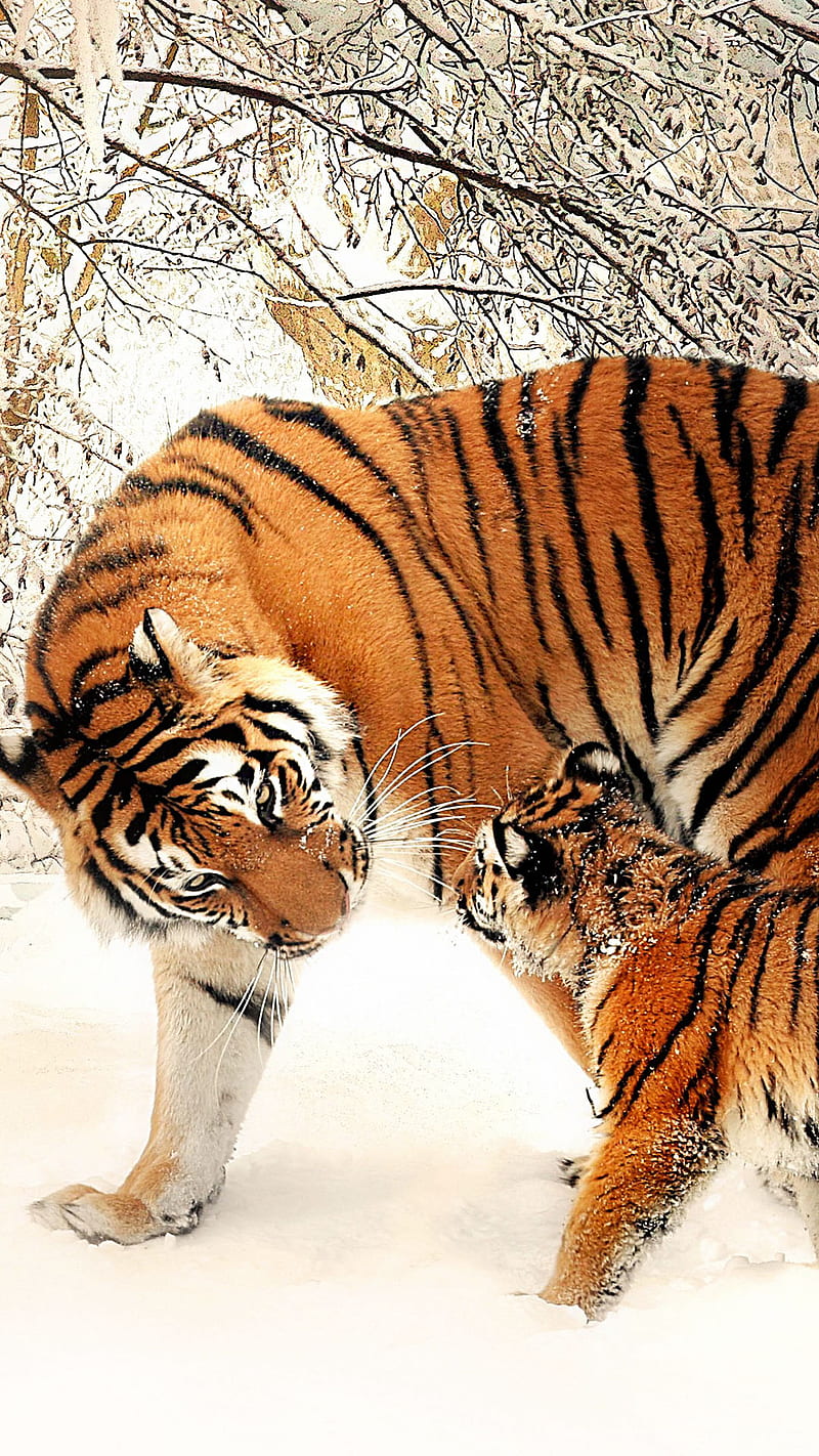 father and son, animal, nature, snow, tiger, tree, wild, winter, HD phone wallpaper