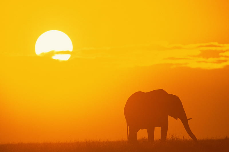 Elephant, sun, desert, afrika, animal, tusk, savana, HD wallpaper
