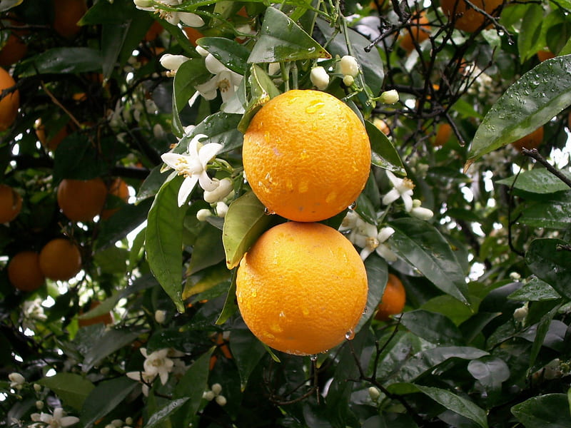 Oranges after the rain, fruit, nature, orange blossoms, oranges, HD wallpaper