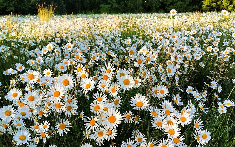 Daisy Meadow, Latvia, flowers, meadow, daisies, white, HD wallpaper