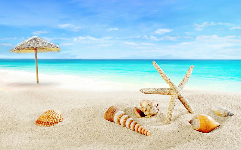 Tropical islands, beach, paradise, seashells, starfish, sea, ocean, travel concepts, HD wallpaper