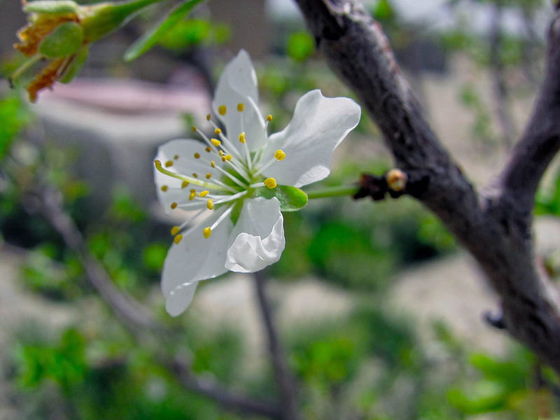 blossoms open-spring landscape, HD wallpaper