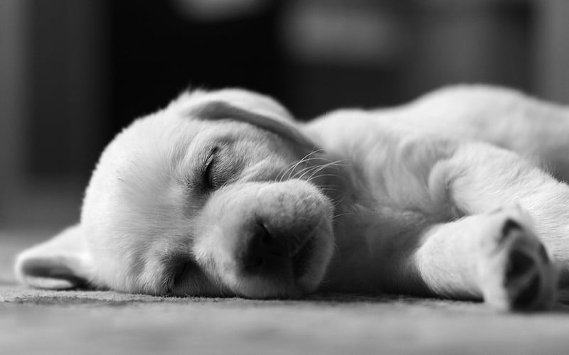 small labrador, puppy, small dog, white puppy, pets, golden retriever, HD wallpaper