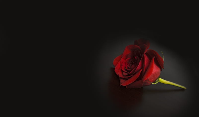 Can't Stop Thinking of You, red, rose, miss you, love, flower, think, HD wallpaper