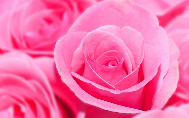 ✿.Pink.✿, flowers, roses, wall, pink, brillant, HD wallpaper