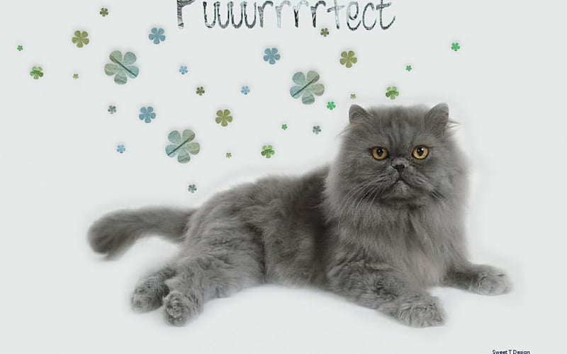 Puuurrrrfect, gray, kitty, bonito, purr, cat, animal, sweet, cute, meow, flowers, fur, blue, HD wallpaper