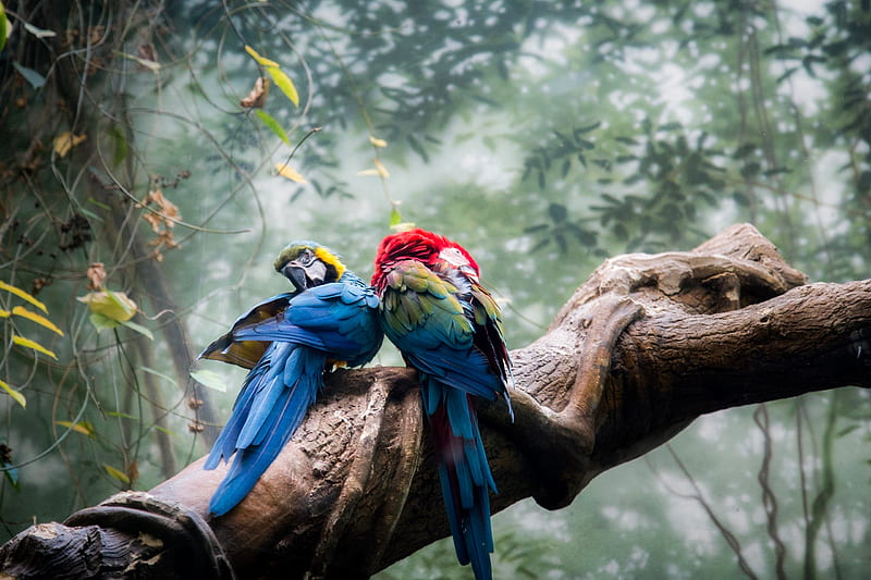Colorful Parrots Couple, parrot, colorful, birds, HD wallpaper